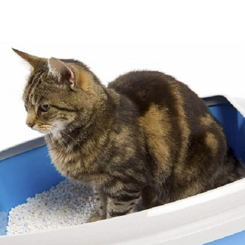Lettiera silicio per gatti da 3,8 litri