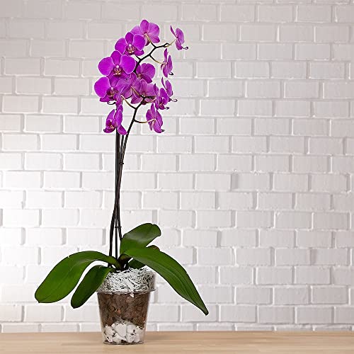 Terriccio per Orchidee Sacca 10L. Set con vaso trasparente