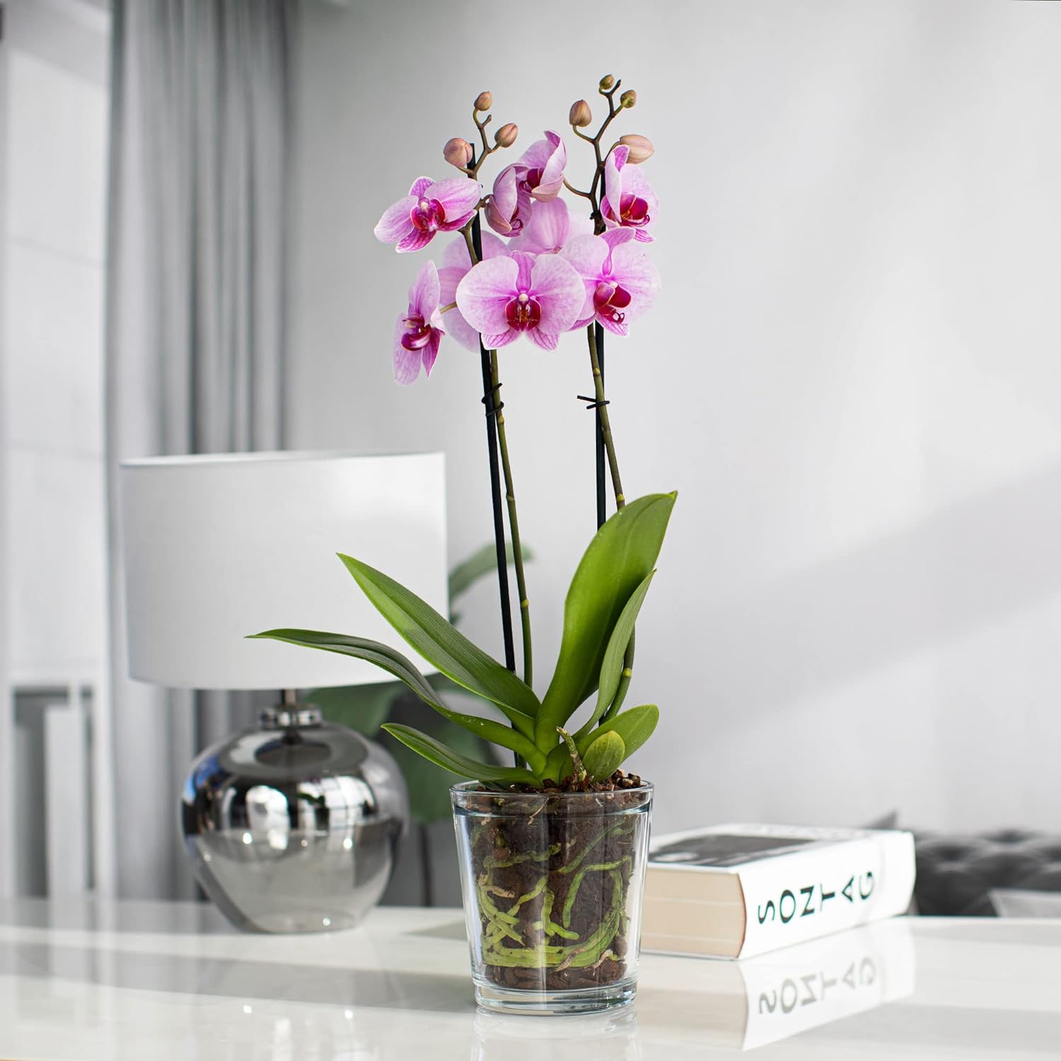 Concime liquido concentrato da 300 ml per Orchidee