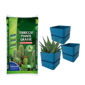 KIT terriccio per piante grasse con SET da 3 vasi